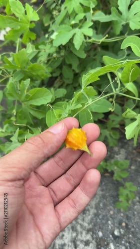 Hand holding ripe yellow wild bitter melon on garden vine