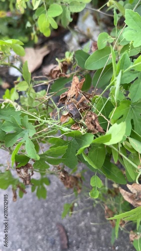 Small brown beetle camouflaged on green and dried foliage