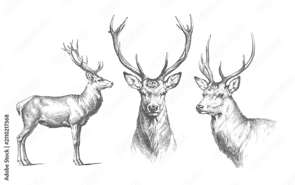 Obraz premium Vintage red deer collection with standing and head portrait poses in hand drawn sketch illustration.