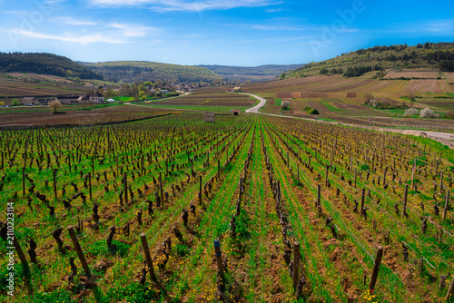 Vineyard in the prestigious Meursault wine region of Burgundy, France.
