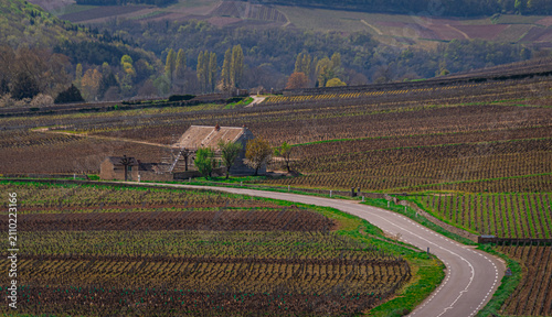 Vineyard in the prestigious Meursault wine region of Burgundy, France.
