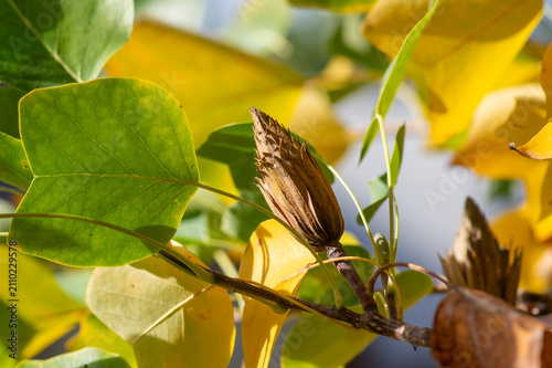 Autumn seed pod of Tulip Tree surrounded by colorful yellow and green leaves highlighting distinctive fruit capsule