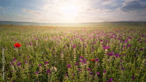 Scenic wide landscape of a beautiful blooming wildflower meadow under a bright sun at sunset. Cinematic countryside nature footage with purple flowers and a golden evening sky for travel and wellness 