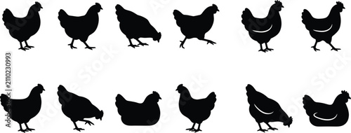 Foto Set of black chicken silhouettes for farm design elements in a professional anim
