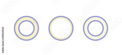 Canvastavla Liposome structure, phospholipid bilayer with hydrophilic head and hydrophobic tails