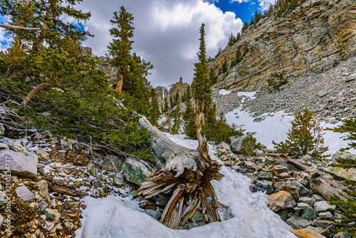 A gnarled weathered tree snag rests among snow and rocky scree in a steep canyon with towering cliffs at Great Basin National Park.