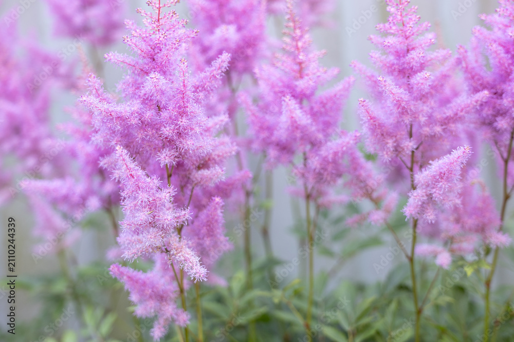 Obraz premium Pink astilbe flowers blooming in garden in daylight