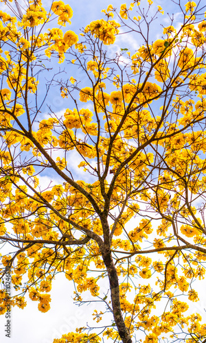 Konstfotografi Guayacán amarillo en flor visto desde abajo con cielo azul y abundante floración