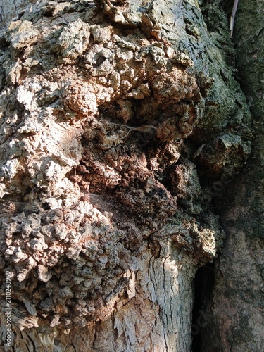 tree bark texture