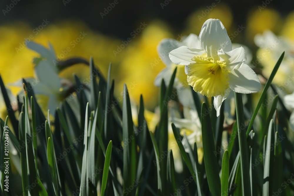 Obraz premium jonquilles