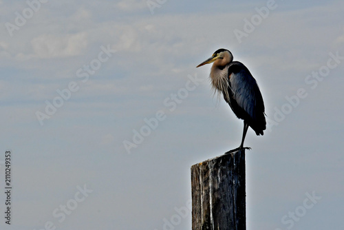 Great blue heron greets morning light atop pier piling, Bodega Bay, California 