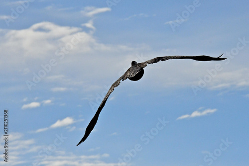 Aerodynamic body shape of brown pelican with a wingspan of 6 to 7+ feet banks left over Bodega Bay, California 