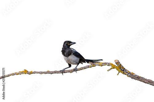 фотографія A magpie perched on an isolated, moss-covered tree branch against a transparent background, looking back