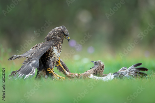 Fotografie Common Buzzard confronting Western Marsh Harrier during territorial conflict