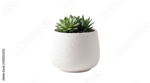 Minimalist green succulent in white ceramic pot, modern indoor houseplant on white background, decorative potted succulent plant for home office