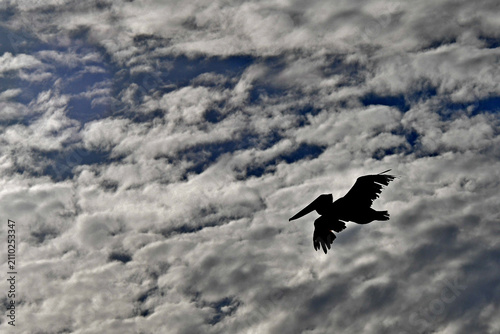 Silhouette of Brown Pelican backed by dramatic cloudscape, Bodega Bay, California 