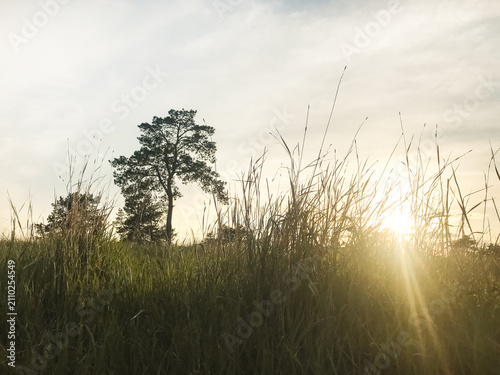 Sunrise breaking through dense forest foliage. Golden morning light illuminating wild nature landscape at dawn.
