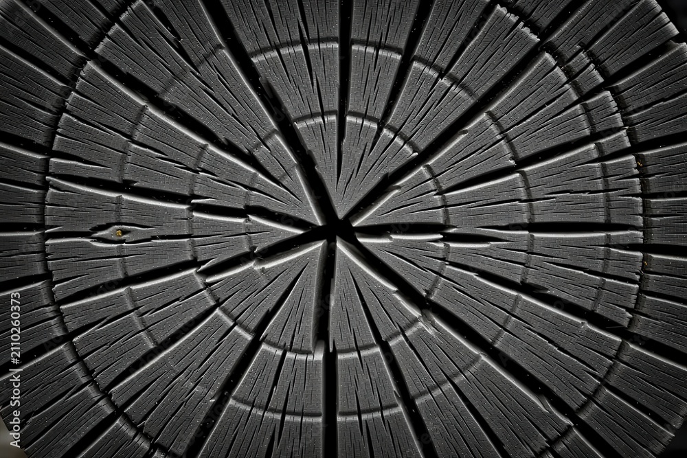 Fototapeta premium Detailed Close-Up of Cross-Section of a Wooden Log