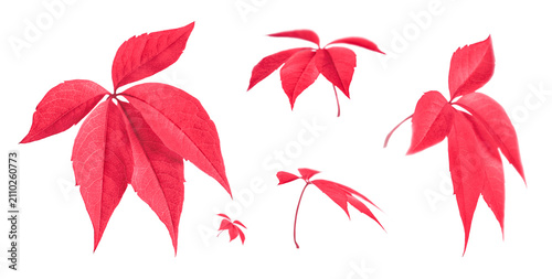 Saturated pink autumn leaves set isolated on transparent background.