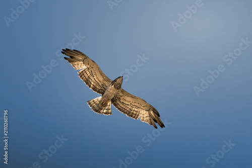 Fotografie Short-toed snake eagle (Circaetus gallicus) soaring in flight against a clear bl