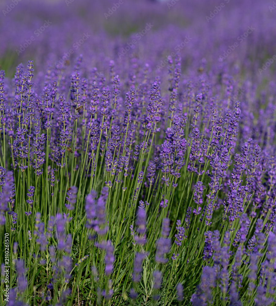 Obraz premium Close-Up of Blooming Lavender Flowers in a Sunny Field as a natural floral background.
