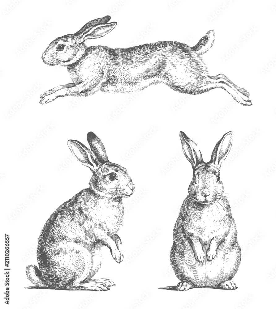 Obraz premium Hand drawn rabbit set with multiple natural poses in antique ink illustration. Rabbit pair collection featuring front, side, and resting views in monochrome vintage line art.