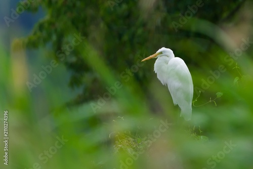 Fotografía Great egret (Ardea alba) perched in lush green vegetation, wild white bird in it