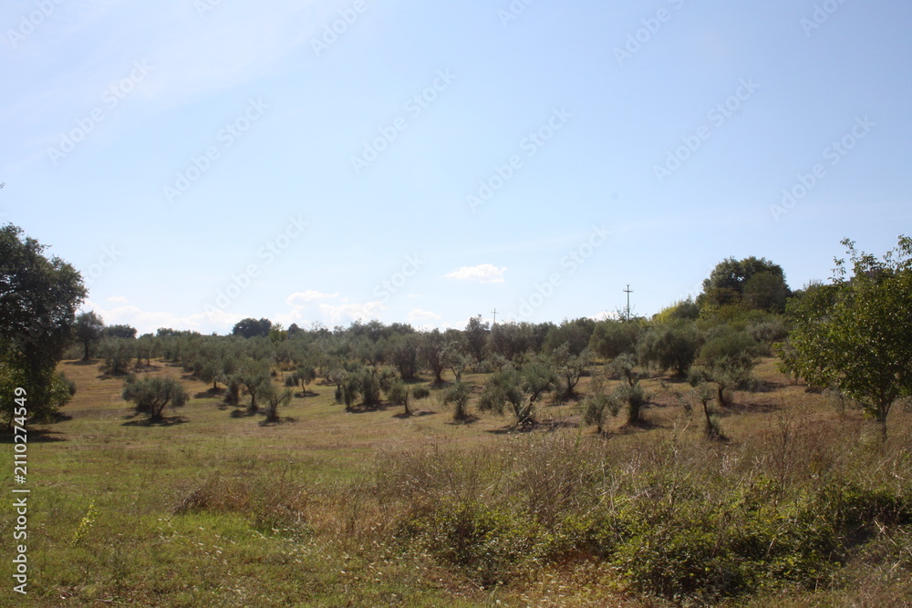 Fototapeta premium landscape with trees