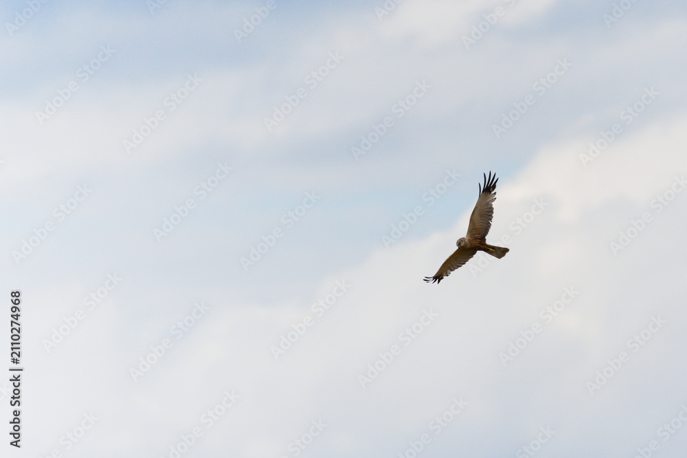 Obraz premium Raptor or bird of prey in flight, soaring with spread wings against a cloudy blue sky, wild avian predator gliding high