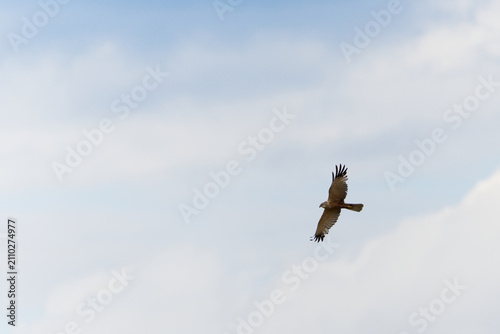 Raptor or bird of prey in flight, soaring with spread wings against a cloudy blue sky, wild avian predator gliding high