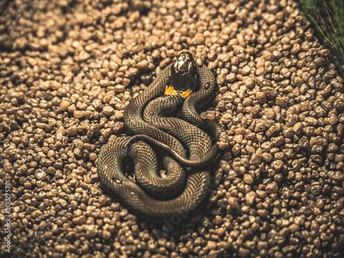 Photography Grass Snake Coiled on Gravel Close Up