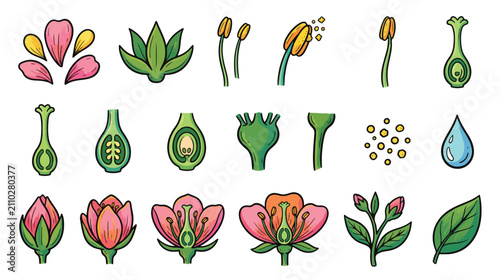Vászonkép Flower anatomy icon set for botany and biology education