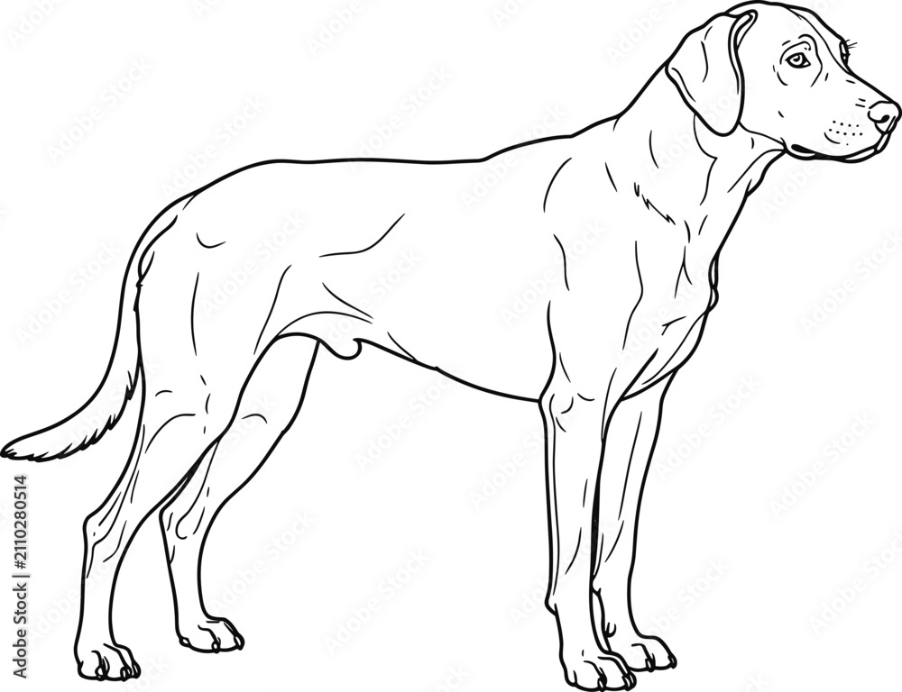 Fototapeta premium Line drawing illustration of a standing dog in profile view