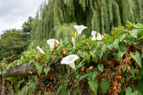 Photography White Morning Glory Flowers Blooming on Green Vine Covered Fence with Weeping Wi