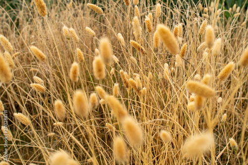 Close Up of Dry Grass And Soft Seed Heads In A Natural Field Setting