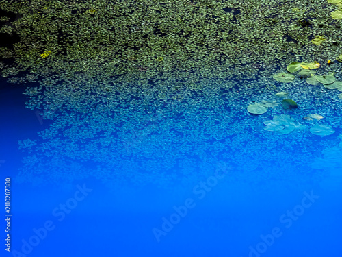 Foto Green duckweed and water lilies covering the surface create a natural texture, t
