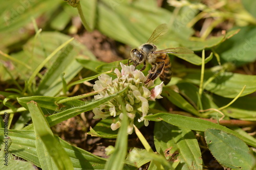 Photography Honey bee foraging on white clover flower