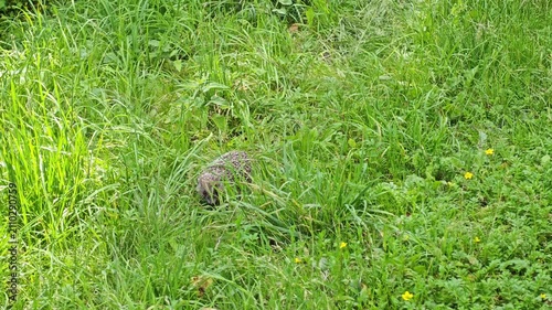 Wild European hedgehog crawling through thick green grass blades in a summer meadow, concept of wildlife protection, animal camouflage, biodiversity and zoology environmental conservation