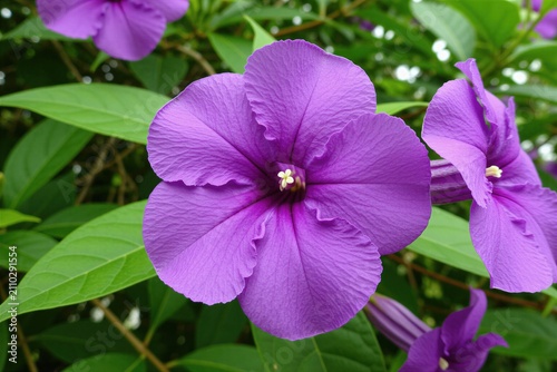 Close-up of vibrant purple allamanda flowers blooming. Green leaves form a soft background. This tropical plant shows off its delicate petals and center detail.