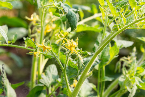 Yellow tomato flowers blossom in the garden