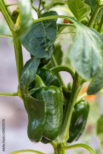 Green bell pepper in the garden