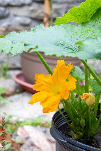 Zucchini blossom in a container garden plant pot