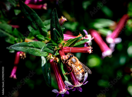 Cuadro en lienzo Honeybee collecting nectar from a vibrant pink tubular flower in bright sunlight