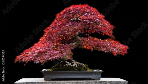 Japanese Maple Bonsai Tree With Vibrant Red Leaves On A Stone Base