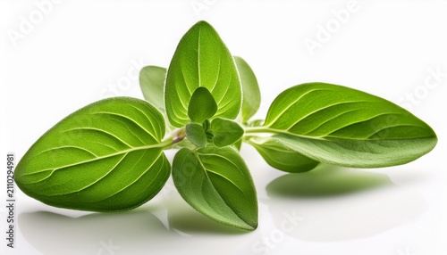 Fresh Green Oregano Sprig With Leaves And Stem