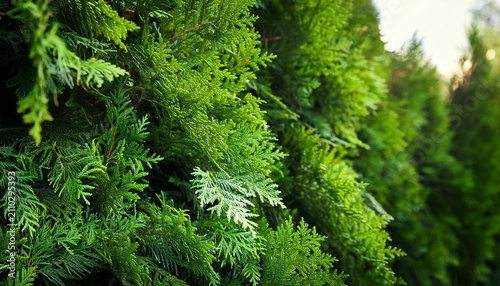 Closeup Of Fresh Green Branches From A Green Hedge Of Thuja Trees