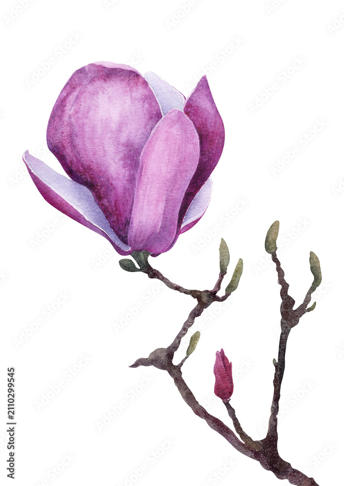 Fototapeta premium Magnolia soulangeana branch with a pink bloom and bud in delicate watercolor botanical style.