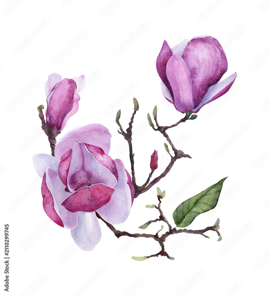 Fototapeta premium Watercolor Magnolia soulangeana branch with pink flower, buds and green leaf, delicate botanical clipart for spring invitations, stationery, greeting cards and floral decor.