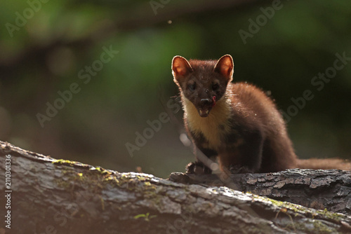 Kuna leśna, tumak (Martes martes), pine marten