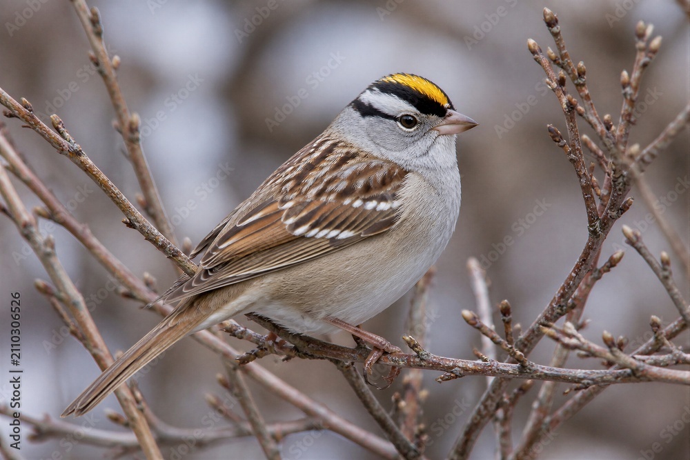 Fototapeta premium Yellow crowned sparrow perched on bare winter branches